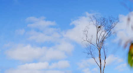 Australian spring day skyline panorama with birds nest in dead gum tree fluffy clouds and blue skyの写真素材