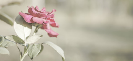 Pink rose flower background with neutral copy-space background suitable for sorrow,  funeral, mourning, condolence or sympathy greeting cardの写真素材
