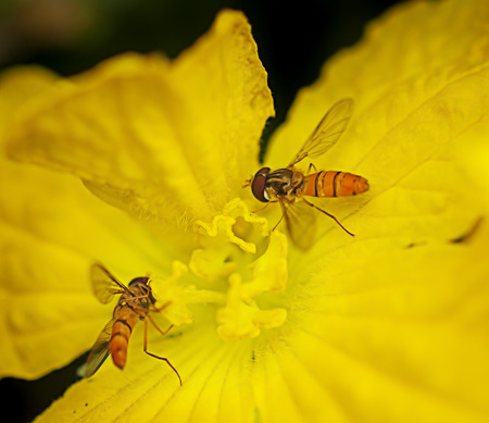 Hoverflies or flower flies collect pollen or nectar from yellow flowerの写真素材