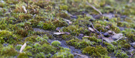 Green wet moss growing on stone mossy surface background image with blur bokehの写真素材