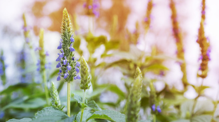 Purple chia flowers on stalk growing in garden in Spring landscapeの写真素材