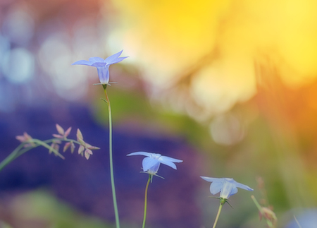 Wahlenbergia, Australian wildflower, native bluebell with bright daylight backgroundの写真素材