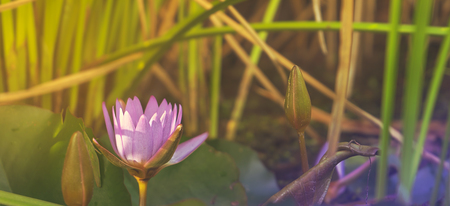 Natural purple Lotus Waterlily growing in pond in sunlight panoramaの写真素材