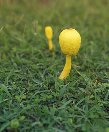 Poisonous yellow Mushroom Leucocoprinus birnbaumii, a flowerpot mushroom fungi growing in grass after rainの写真素材
