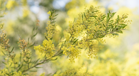 Spring time in Australia with yellow wattle flowers blossoming and bokeh backgroundの写真素材