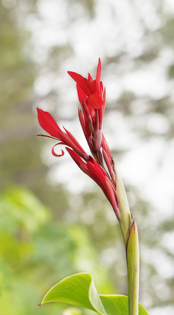 Canna edulis red arrow-root flower known as Queensland arrowrootの写真素材