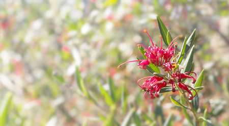 Australian flower Grevillea condolences background with bokeh copy spaceの写真素材
