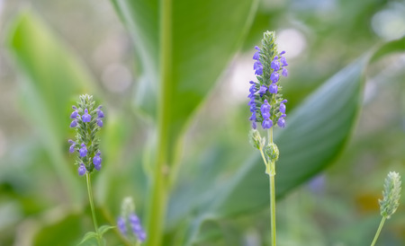 Salvia hispanica, known as Chia, a healthy food plant with purple flowers from the mint family, Lamiaceae.の写真素材