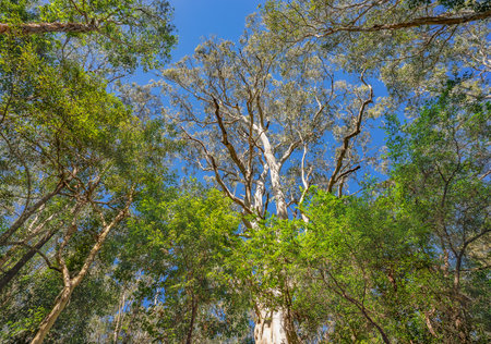 Looking up past the tree trunks to the tree canopy with lots of green foliage and blue skyの写真素材