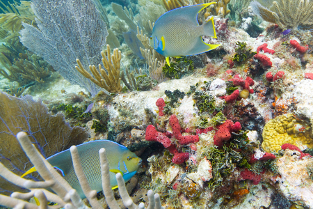 Two queen angelfish swimming around the coral reefの写真素材