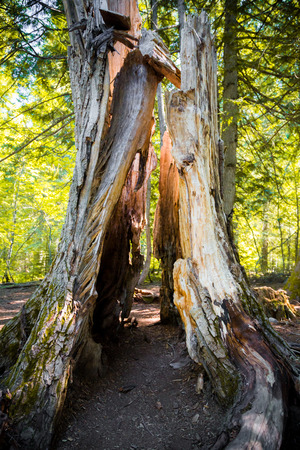 Large dead tree in pine forrest close upの写真素材