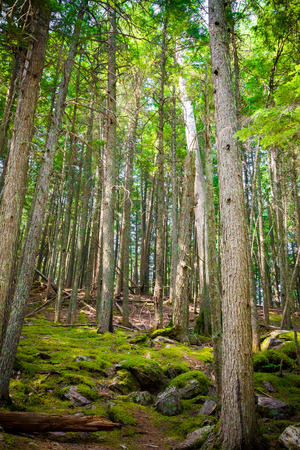 Moss covered rocks amounst the tall trees of the forest in Glacier National Park, Montanaの写真素材