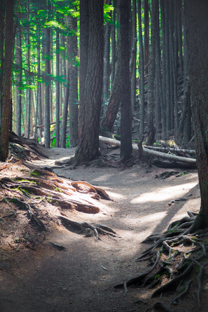 Glacier National Park dirt hiking trail past tall pines with exposed rootsの写真素材