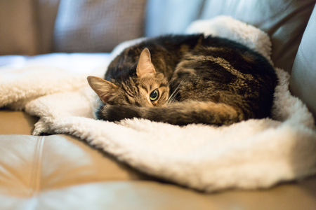 Grey tabby kitty taking a nap on a white fluffy blanket with one eye openの写真素材