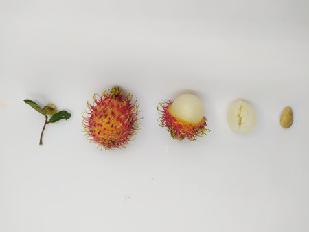 The journey of eating rambutan fruit from the whole fruit, peeled, fruit flesh and rambutan seedsの写真素材