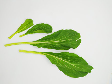 Four fresh green mustard leaves isolated on white backgroundの写真素材