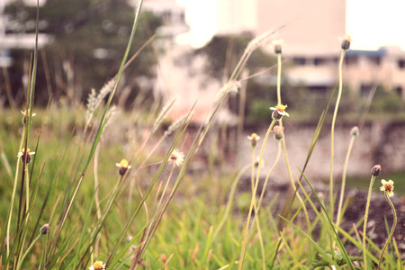 Wild Flowerの写真素材