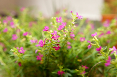 flowerの写真素材