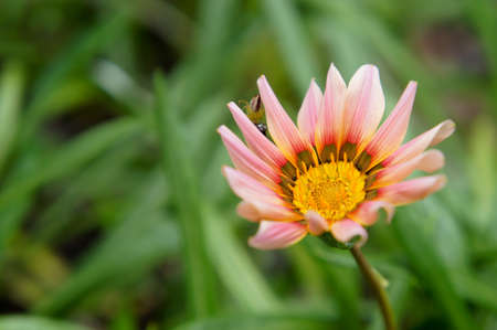 Gazania Blooming in the Gardenの写真素材