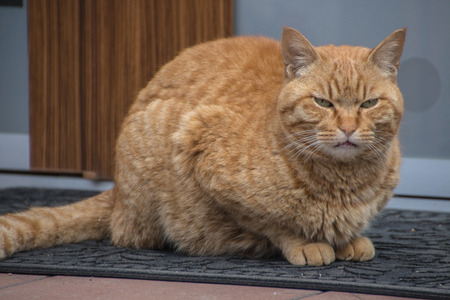cat