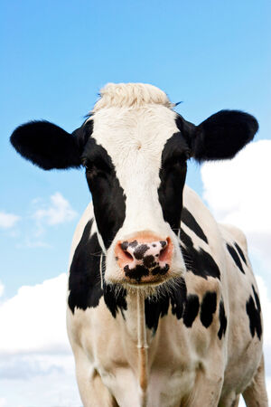 Holstein Cow in a grassland in northern of Germanyの写真素材