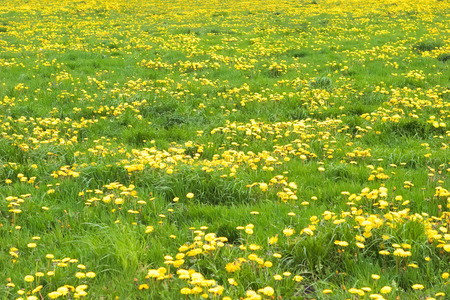 Yellow flowers in green grassの写真素材