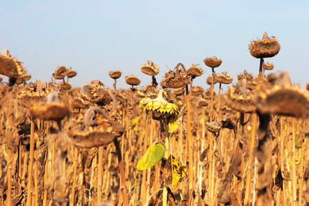 Dry and ill sunflowers after a long drought periodの写真素材