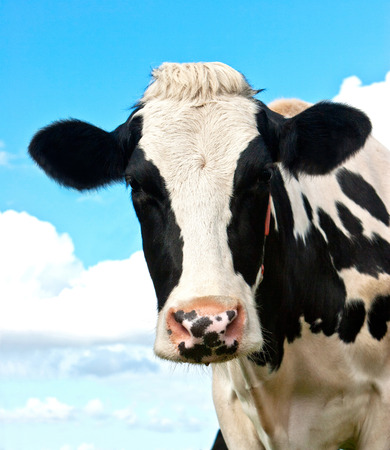 Holstein Cow in a grassland in northern of Germanyの写真素材