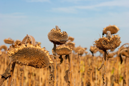 Dry and ill sunflowers after a long drought periodの写真素材