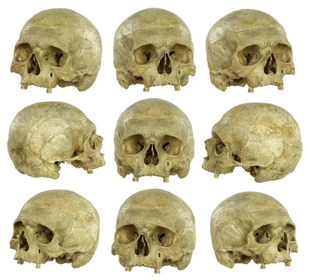 Nine angles of a real human skull, isolated on white. Nine angles of a real human skull, isolated on white.
