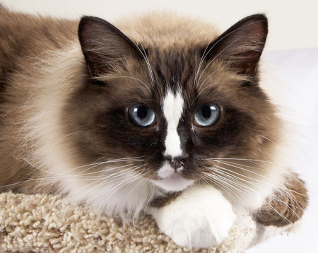 Murphy Ragdoll Cat Mink Seal Point Mitted with a Blaze - White backgroundの写真素材