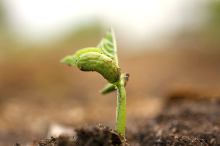 Green bean seed just emerged from the groundの写真素材