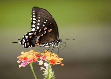 Multi-colored butterfly on wildflowersの写真素材