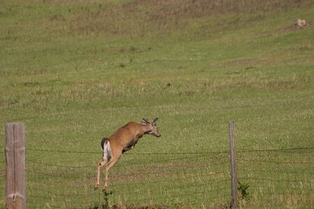 Young whitetail buck leaping over pasture fenceの写真素材