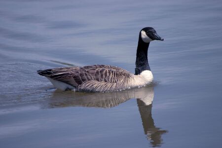 A lone Canada Goose looking for his mateの写真素材