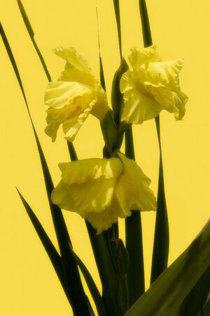 Softly focused yellow Gladiolia blooms isolated on yellow background.の写真素材