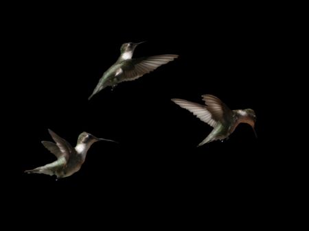 One hummingbird three different positions. の写真素材