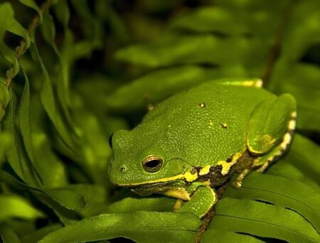 Single large tree frog hiding in a fern plant