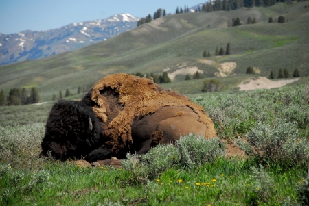 Large Bison Rests in Yellowstone National Parkの写真素材