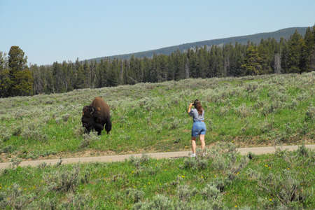 A tourist in Yellowstone National Park photographs a wild bison a close range. Bison can exceed speeds of 30 miles per hour and cause more human injuries than all other wildlife combined in the park.のeditorial素材
