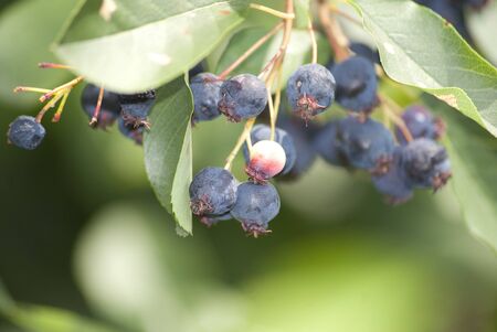 Maine blueberries ripen on the bush.の写真素材