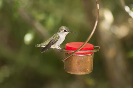 Female Black-chinned hummingbird perched on a hummngbird feeder in Arizona の写真素材