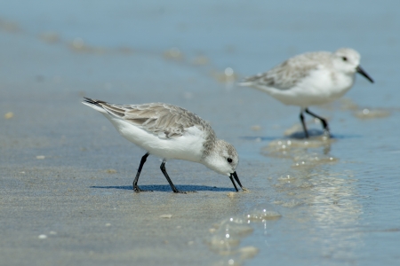 Sanderling in winter plumage searches for food on a Padre Island beach in Texas.の写真素材