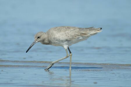 Eastern willet searches for food at a Texas beach at Padre Island.の写真素材