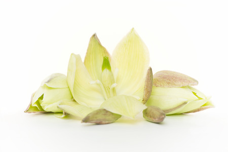 Beautiful plains yucca blossoms on light cream background.の写真素材