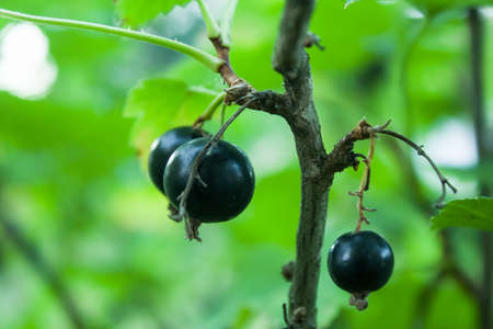 Black currant berries on a bush in the gardenの写真素材
