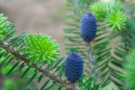 Korean fir plant background.の写真素材