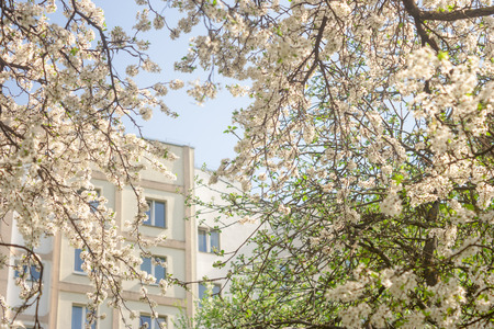 Awakening of nature from winter sleep in the city. Late urban sunny spring with flowering of fruit trees among residential high-rise buildings.の写真素材