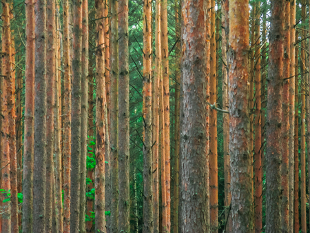 Pines grow close together. The trunks of coniferous maidens are palisaded in the forest. Beautiful...