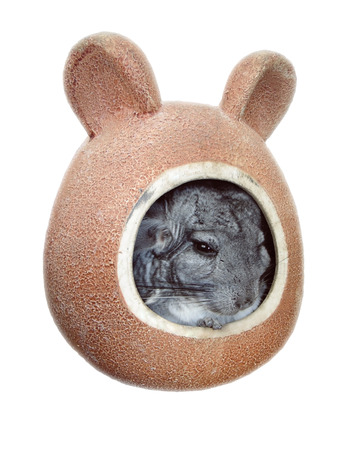 Isolated image of a small chinchilla with black beady eyes sitting in a ceramic pet house. A small animal peeps out of its mink, shelter. Exotic pet with soft soft hair.の写真素材